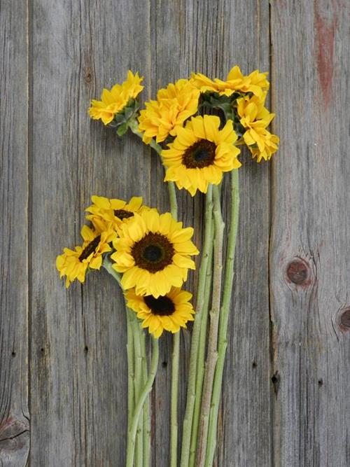 15 & 15  YELLOW SUNFLOWERS
